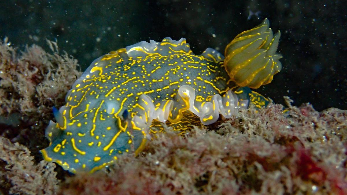 Un vistoso nudibranquio, ayer, muy cerca del hotel de los caballitos.