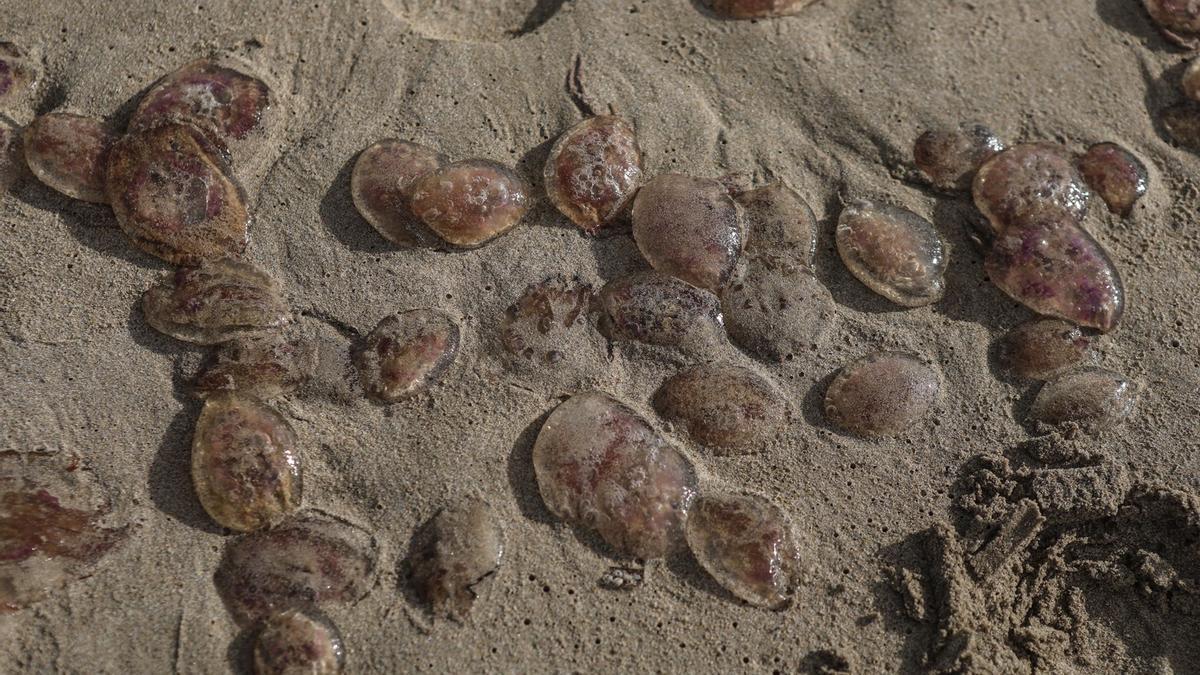 Medusas Pelagia noctiluca en la orilla de la playa Galúa.