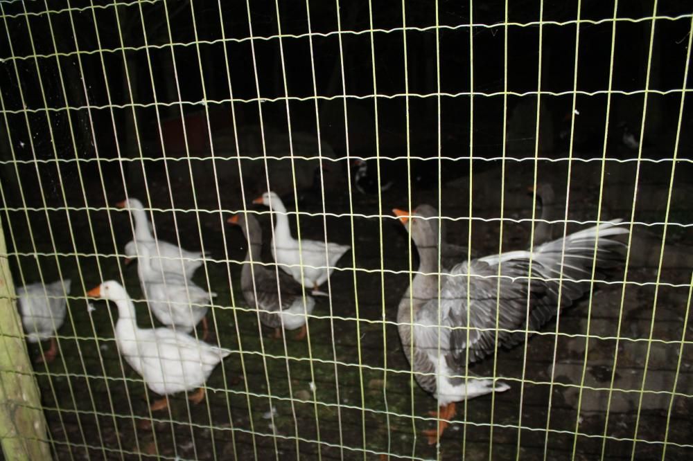 Animales desorientados en el Parque de la Vida de Valdés