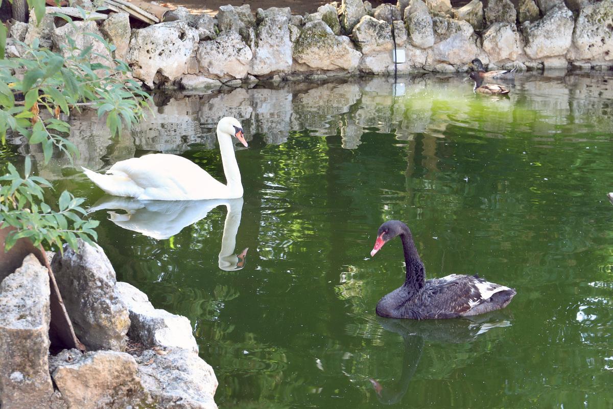 Cisne blanco y cisne negro. Zoo de Aves de Herrera de Pisuerga