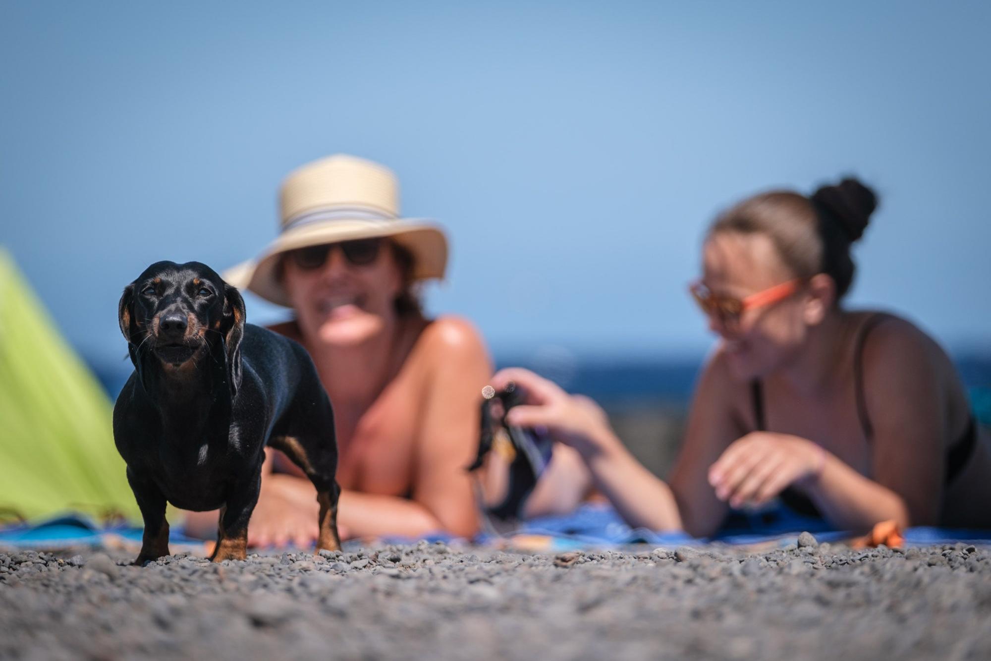 Playa del Puertito de Güímar, la única habilitada en la Isla junto a la de El Confital, en Granadilla, donde se permite el baño de perros