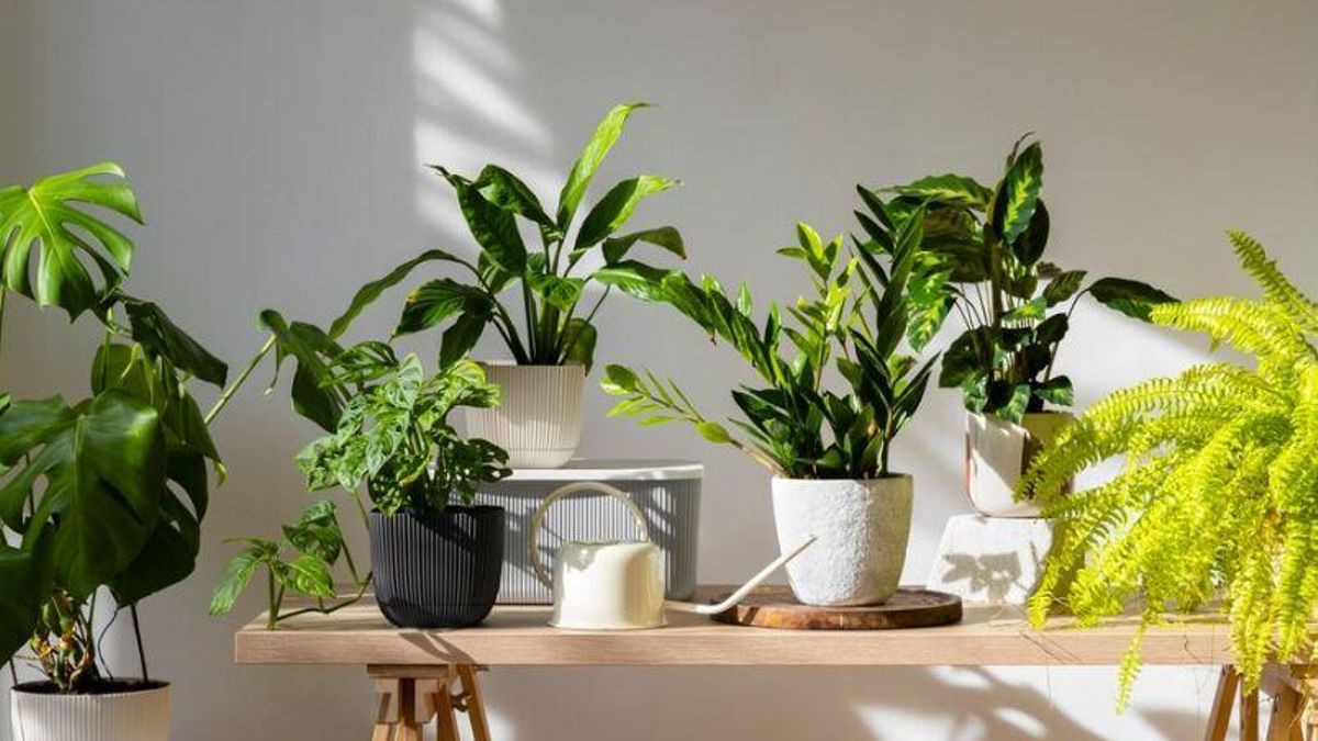 Les plantes et fan feliç i milloren el teu estat emocional