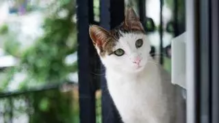 La Ley de Propiedad Horizontal lo confirma: si el gato del vecino entra en tu casa, puedes acudir al artículo 7.2