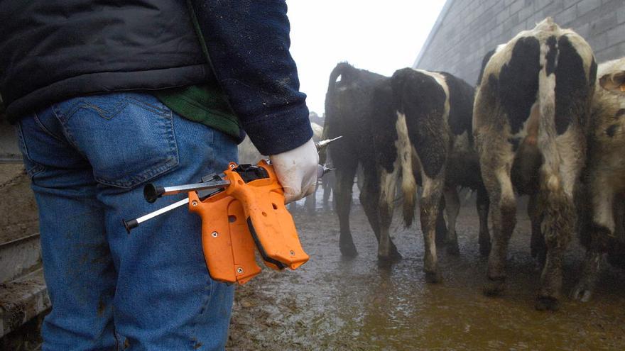 Detectan un caso de lengua azul en una vaca de una explotación de Pollença