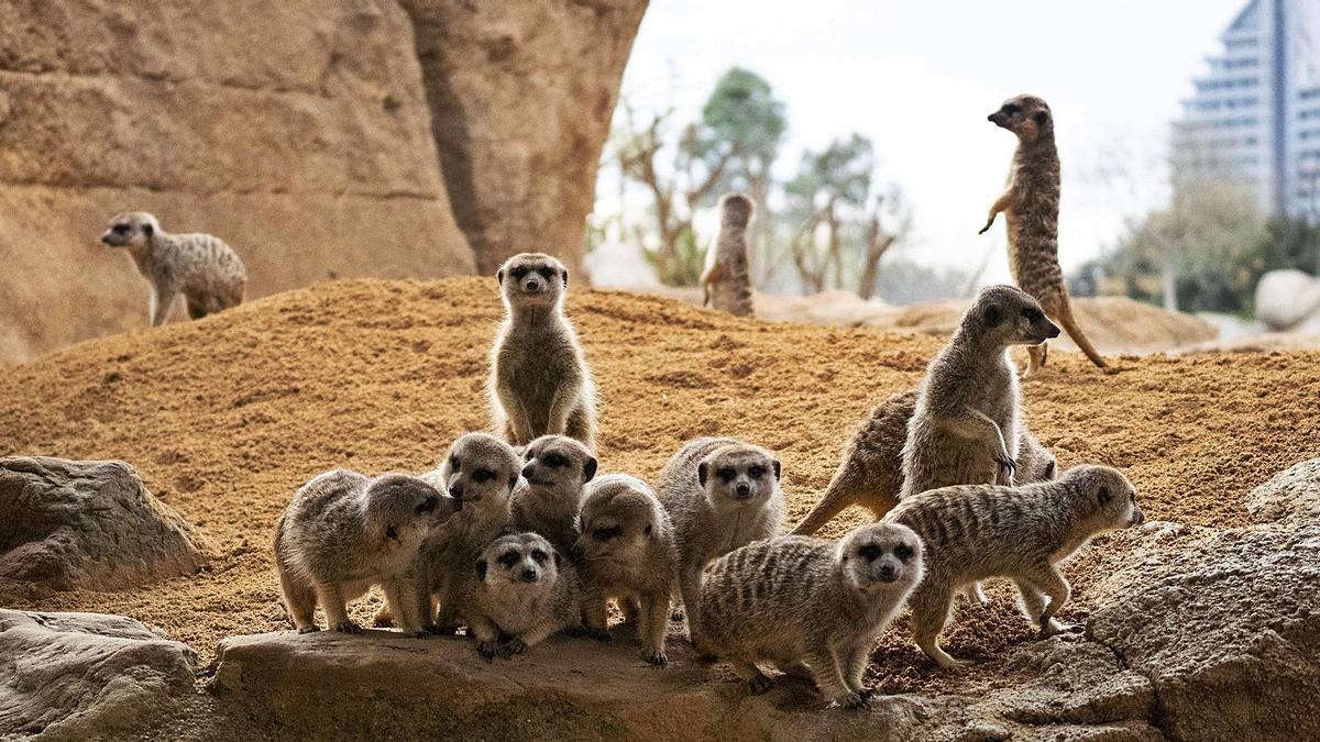 El parque asegura que los 
animales han sido tratados 
sin bajar los cuidados.  bioparc