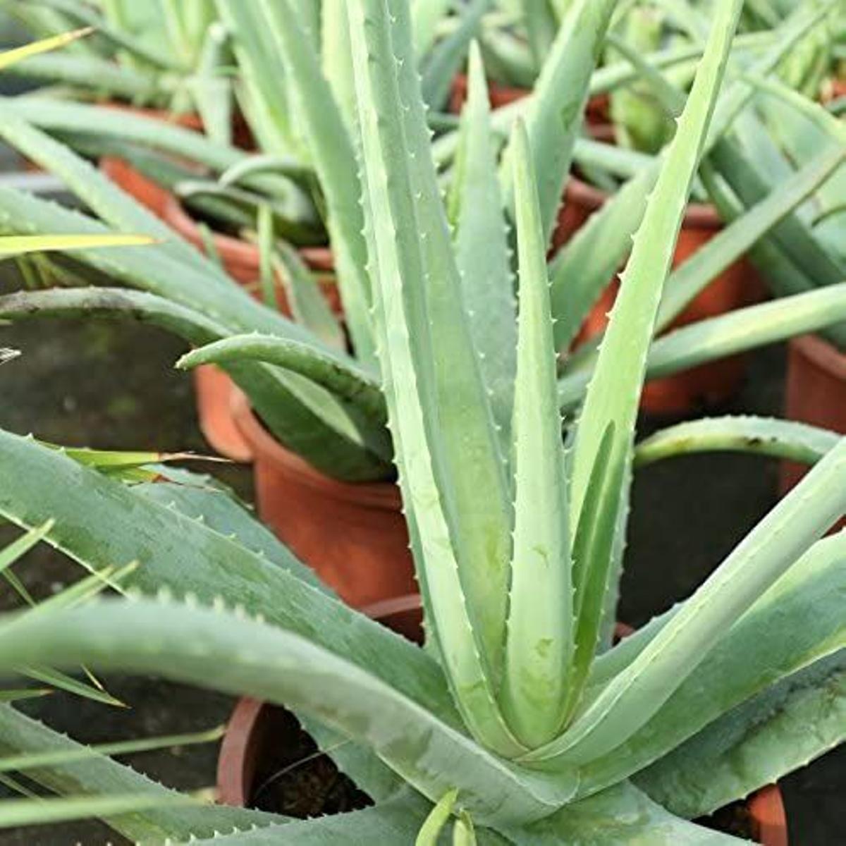 Aloe Vera