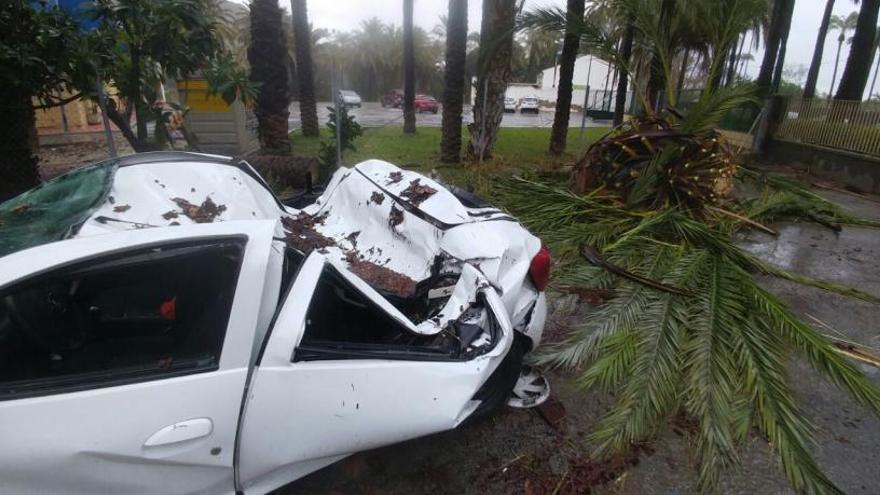 Así ha quedado el coche tras caerle encima una palmera a causa del viento en Orihuela