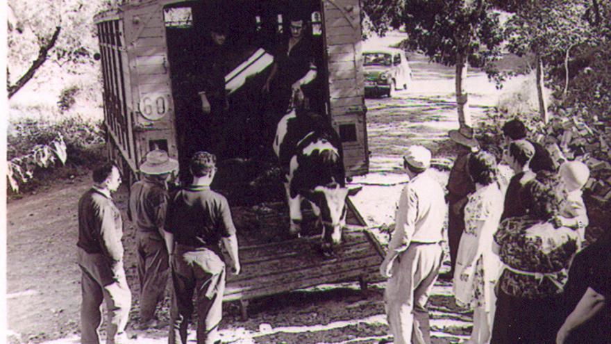 Llegada de vacas a Teresa, en el Alto Palancia.