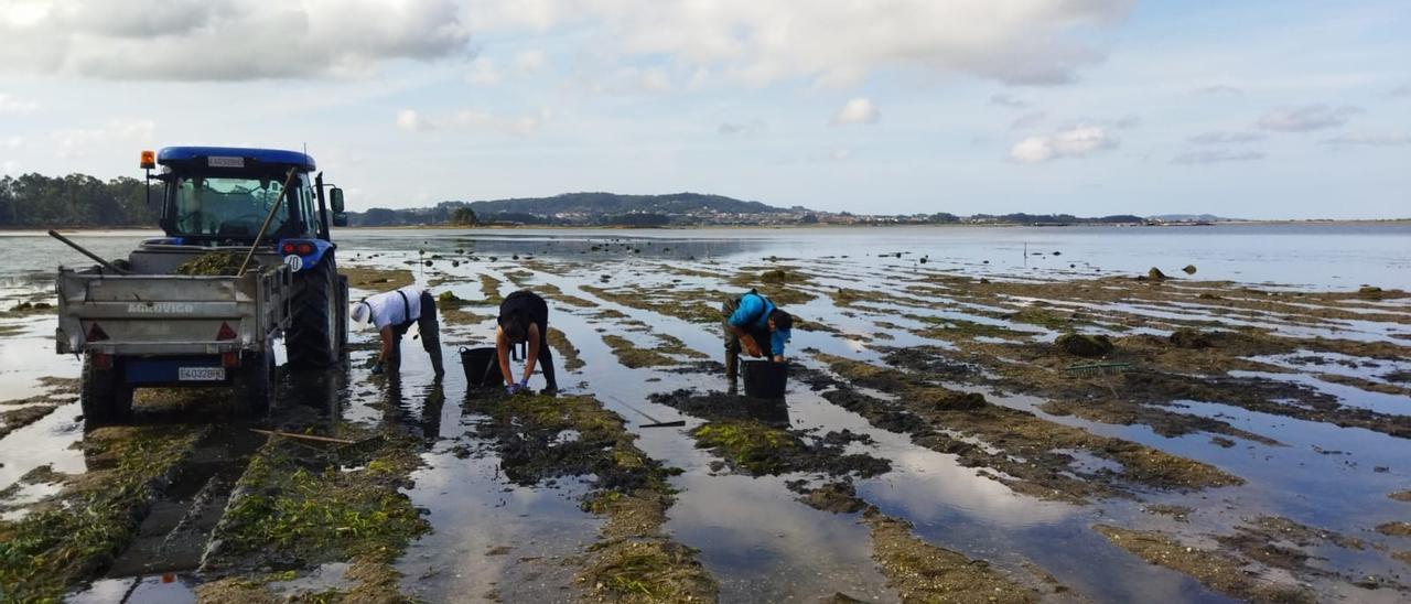 La siembra de almeja babosa realizada esta mañana en concesiones de la cofradía de pescadores San Martiño de O Grove, en la zona de Castrelo (Cambados).