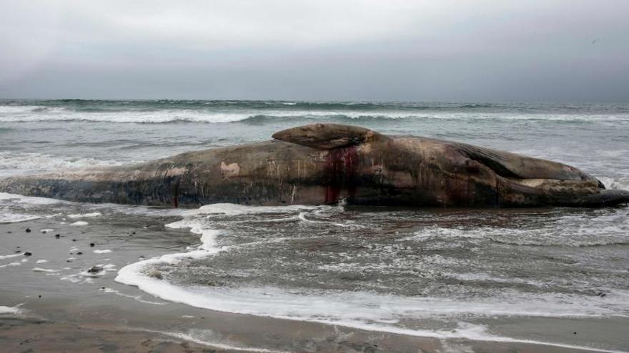 Muere una ballena en Tailandia tras tragarse 80 bolsas de plástico