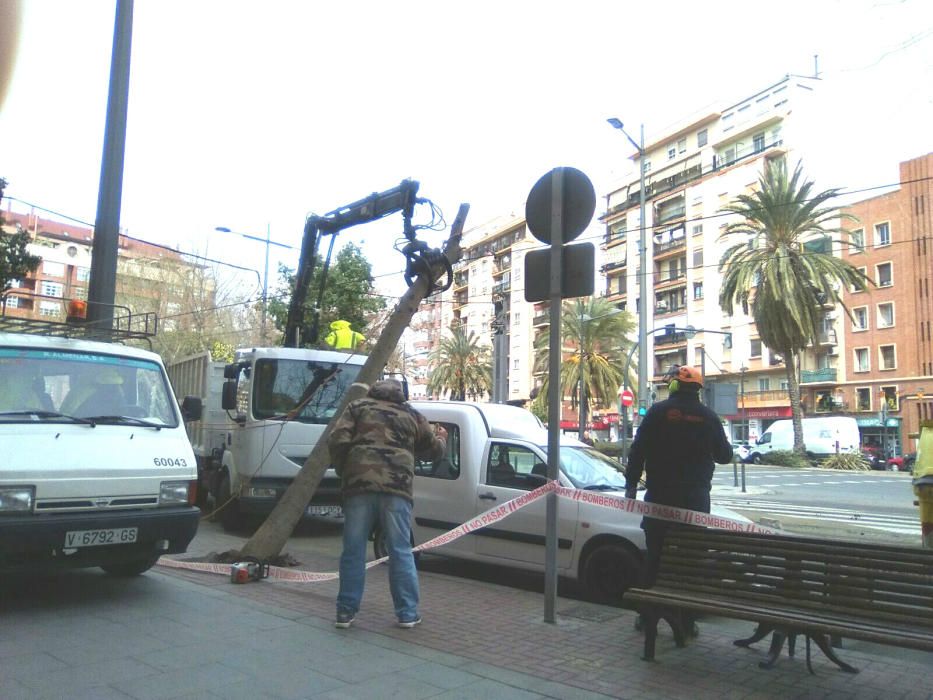 El viento derriba un árbol en València y corta la circulación del tranvía