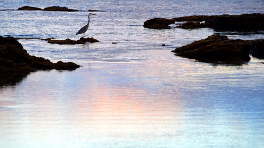 Una garza en la marea baja de Las Canteras