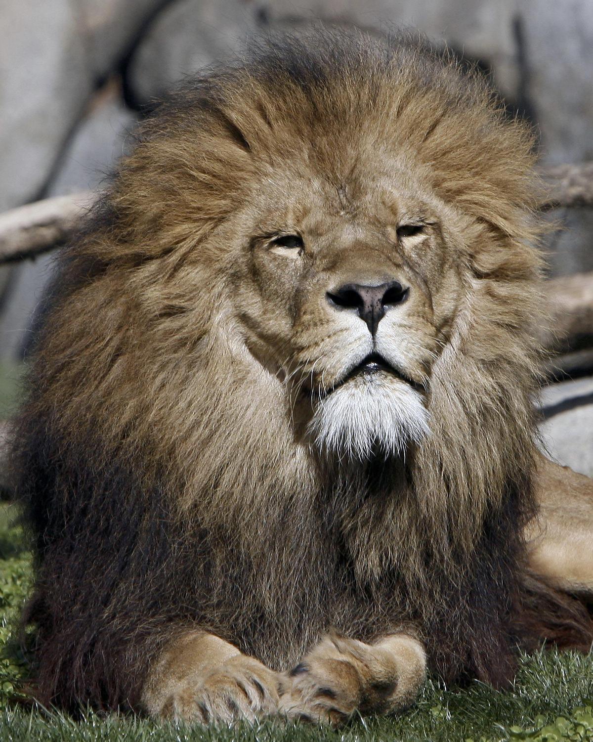 Un león en el Bioparc de Valencia, en una iimagen de archivo.