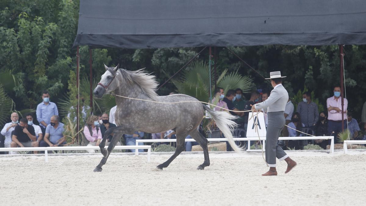 Presentación de un ejemplar pura raza española en una anterior edición de Cabalcor.