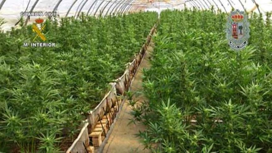 Incautan el mayor cultivo de marihuana localizado en España