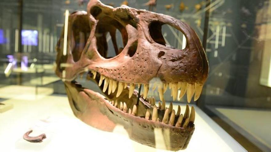 «Nuestros dinosaurios» en  el Museu de les Ciències