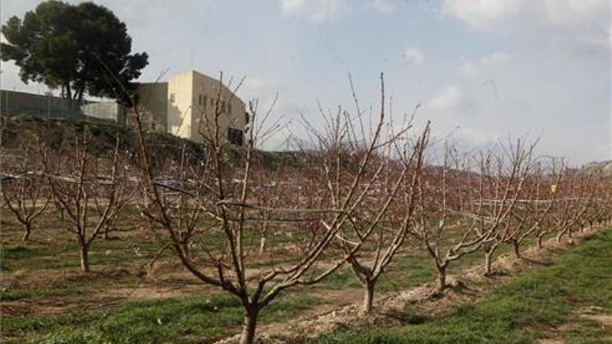 COAG considera una &quot;tomadura de pelo&quot; la decisión de no ejecutar la ayuda a los frutos secos