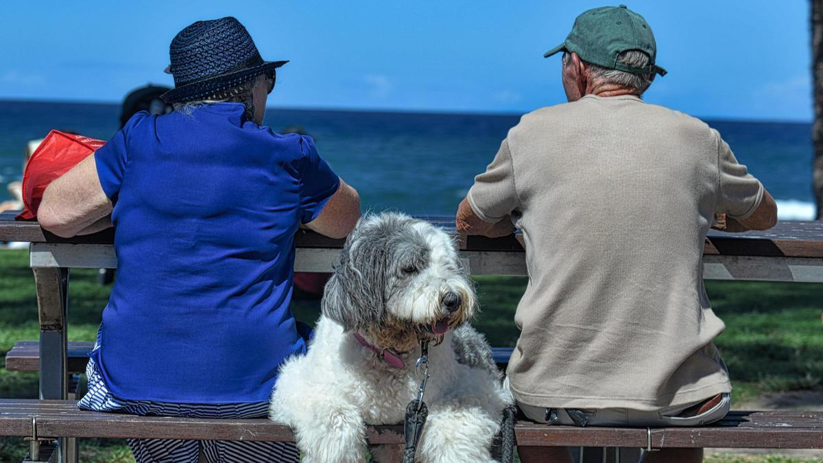 Los jubilados y pensionistas podrán viajar por primera vez con sus mascotas en los viajes del Imserso.