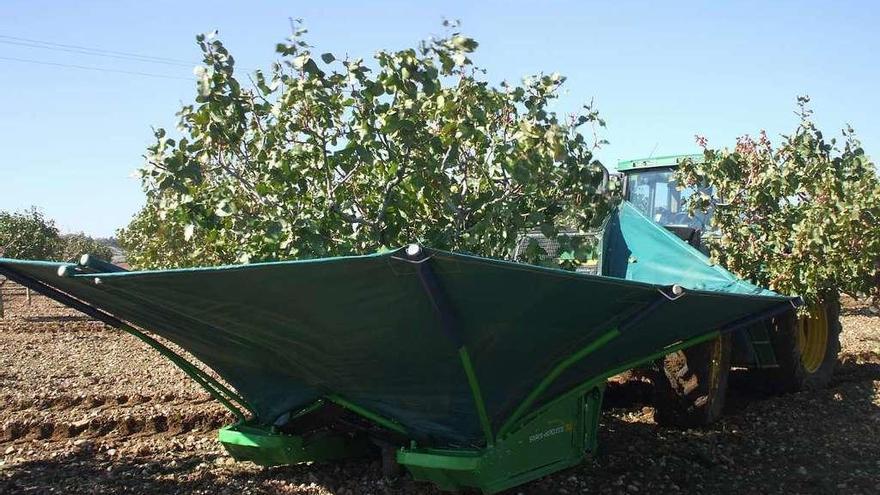 Un agricultor recolecta la cosecha de pistachos en los árboles plantados en una finca de Toro.