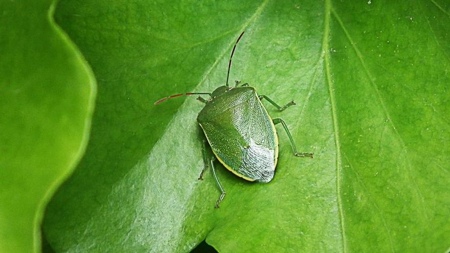 Chinche verde