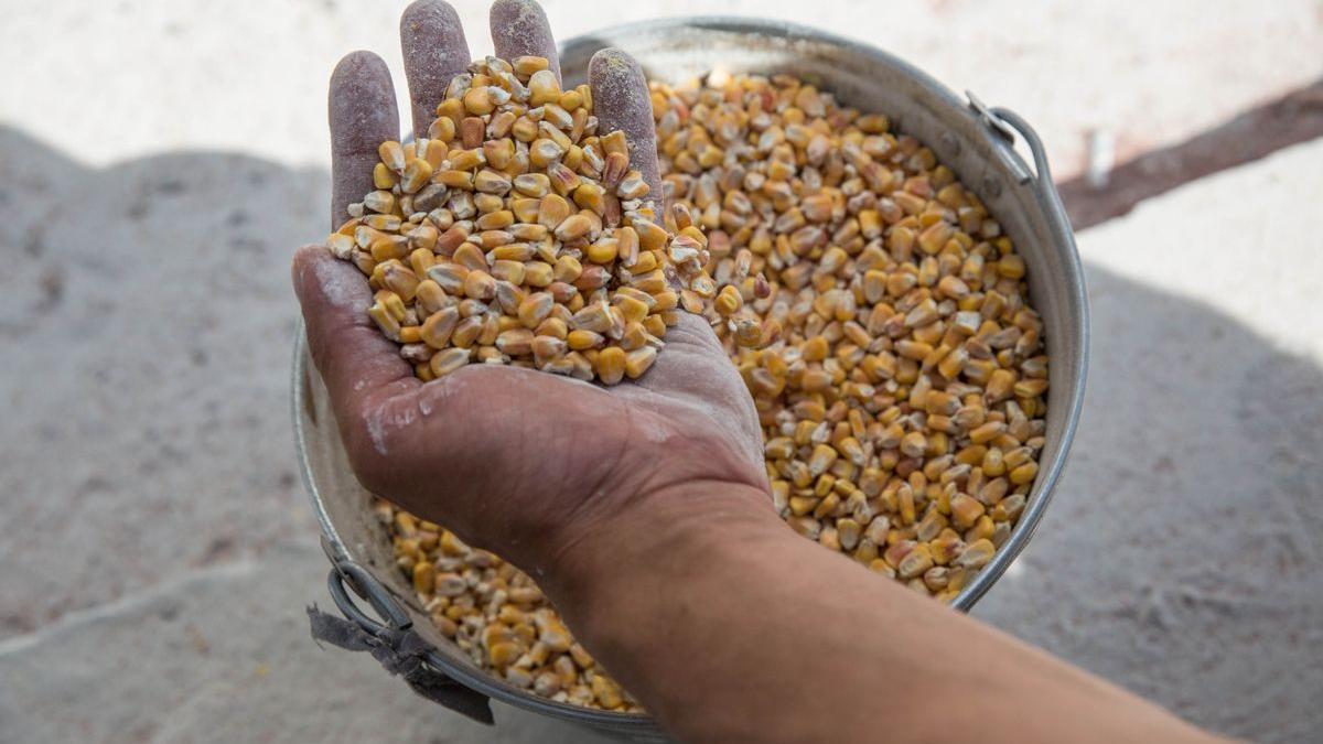 España ayudará a sacar grano de Ucrania y lo almacenará en Tarragona y Barcelona.