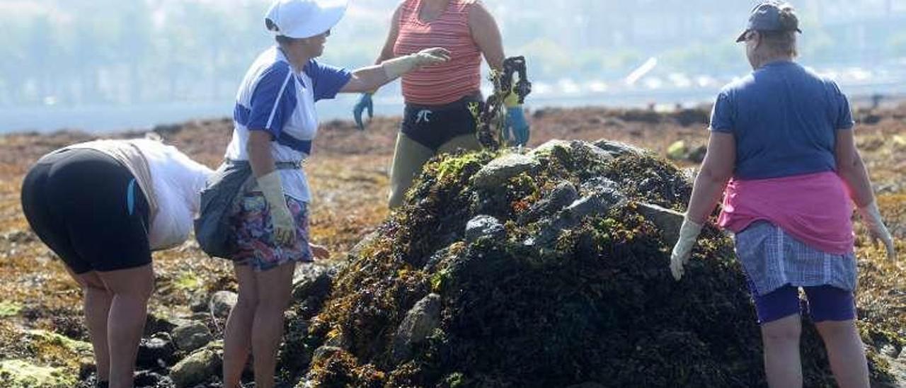 Mariscadoras de Cambados durante la retirada de algas en sus autorizaciones. // Noé Parga