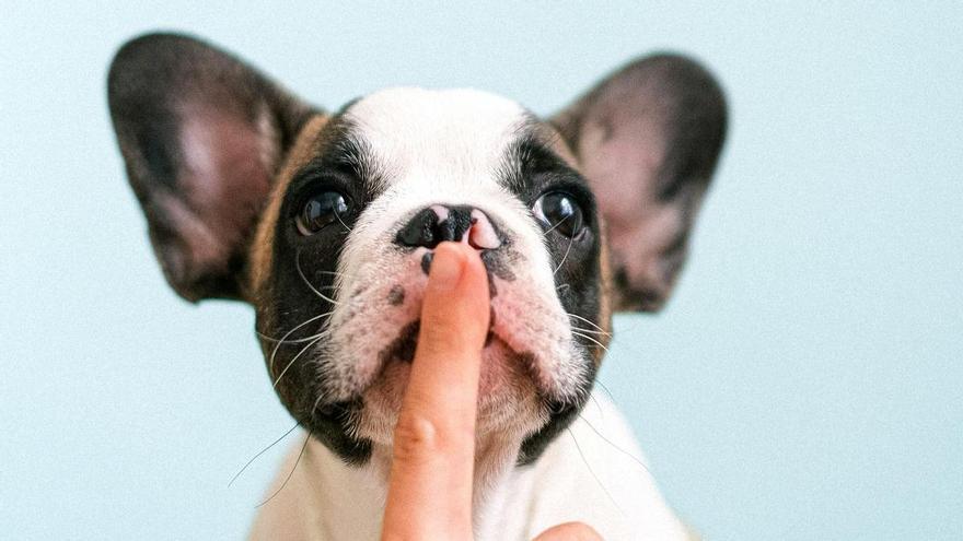 cuanto tiempo puede ladrar un cachorro