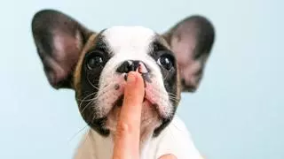 ¿Cómo hacer que mi perro no ladre tanto?
