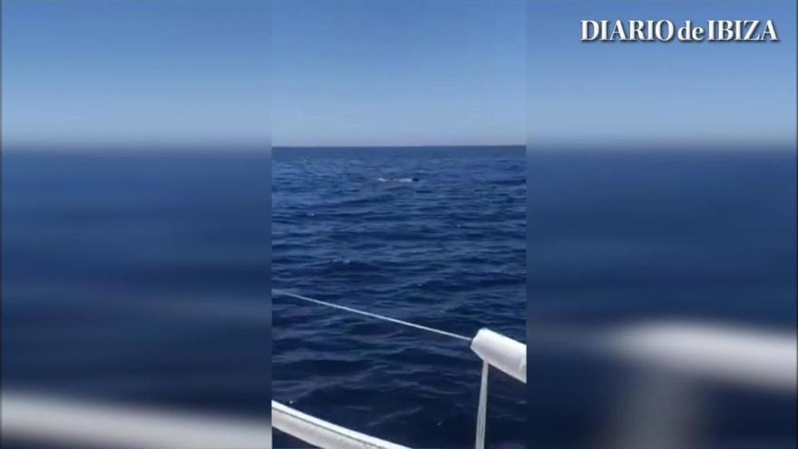 Navegando con ballenas en Ibiza