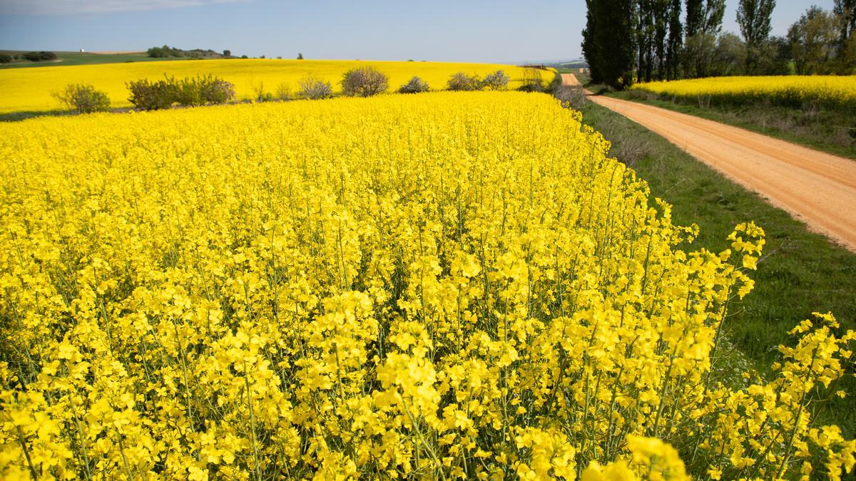 GALERÍA | La primavera tiñe de amarillo los campos de Zamora