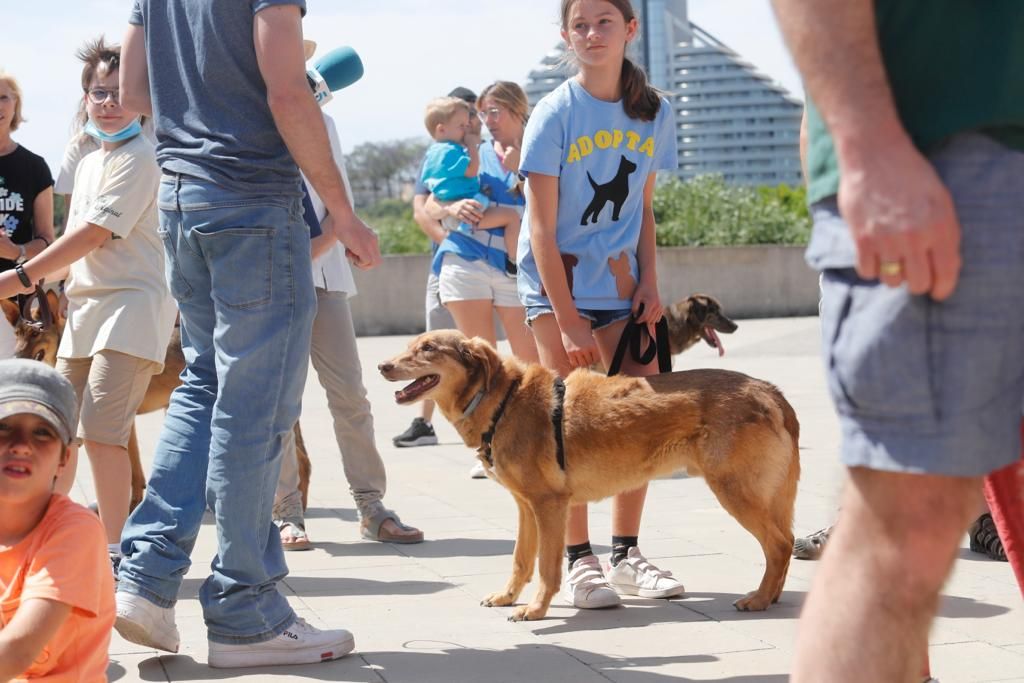 Pasarela de perros de adopción en Bioparc