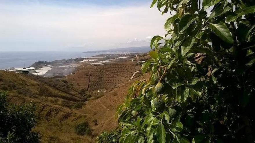 Una explotación de aguacates en la zona más oriental de la comarca malagueña de la Axarquía.