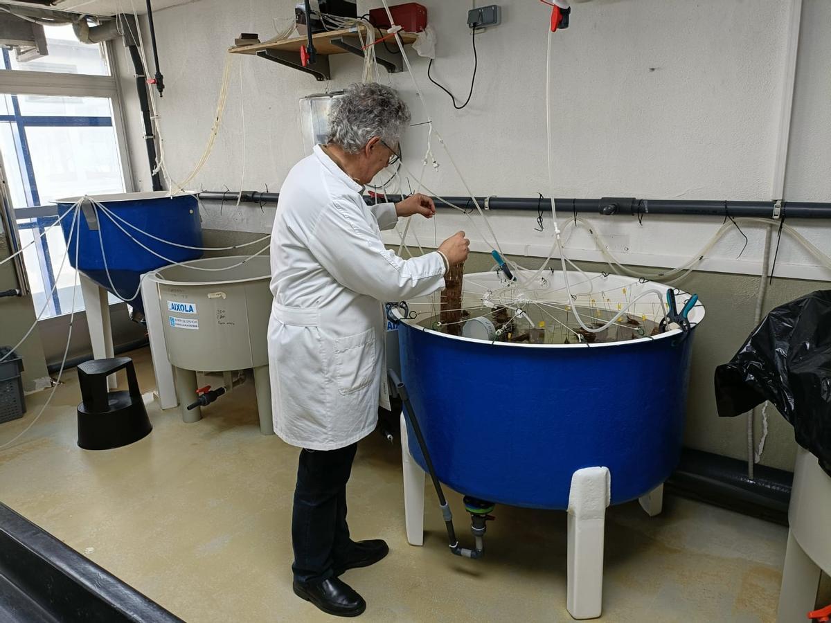 El director del CIMA en los tanques de cultivo de cría.