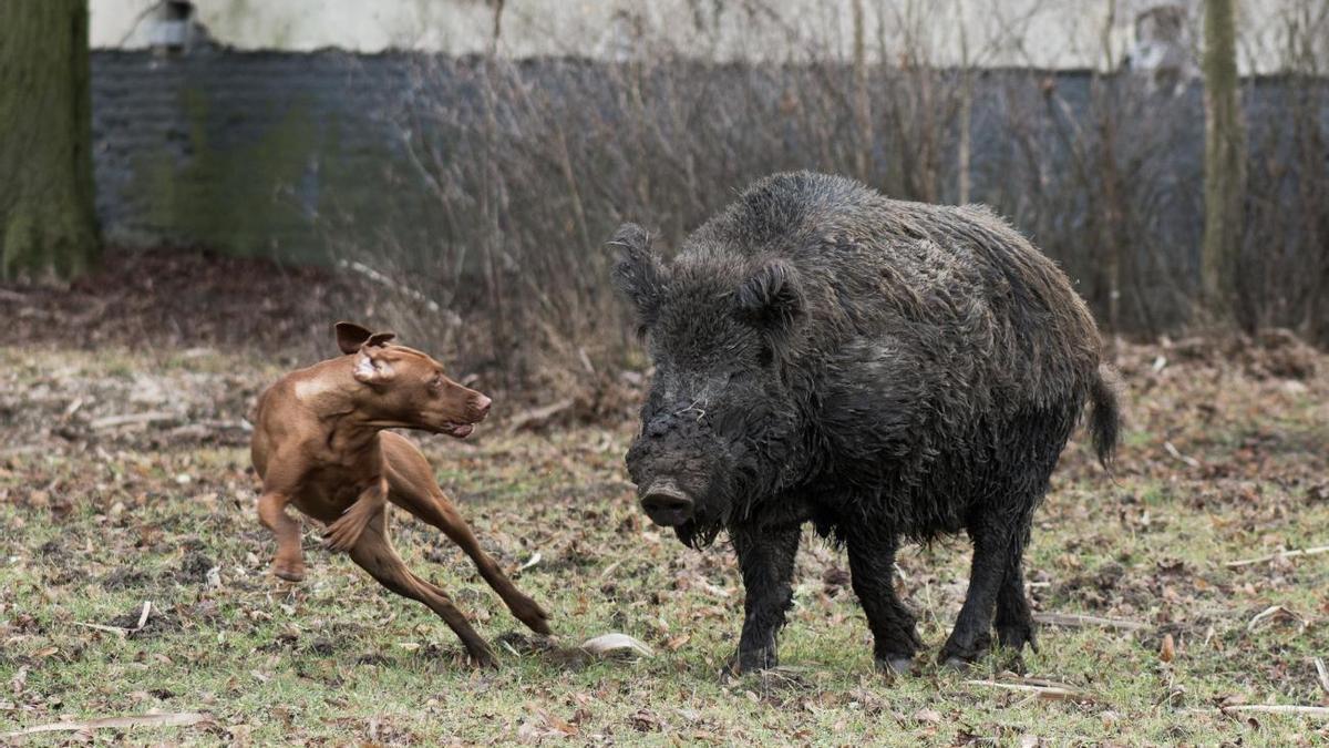 AUJESZKY EN PERROS | Veterinarios alertan sobre la &quot;pseudorrabia&quot; que amenaza a nuestras mascotas: el Aujeszky en perros