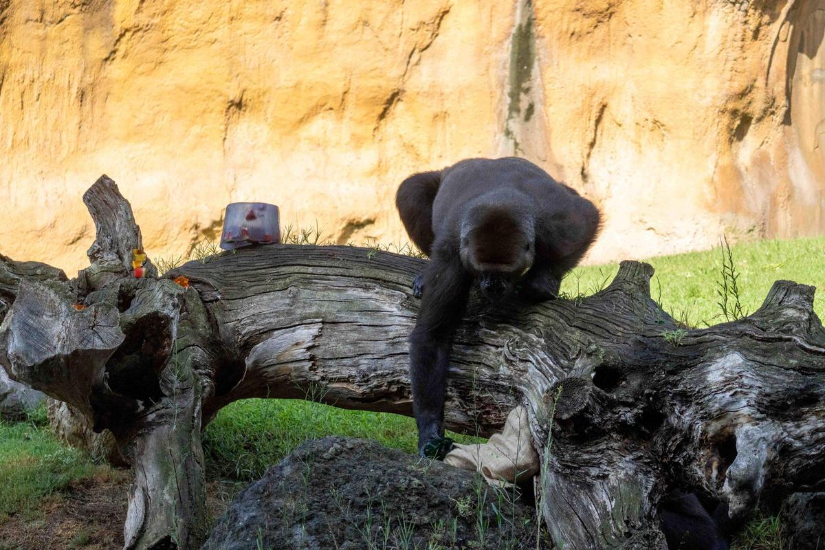 Agosto 2026   Cumpleaños de Virunga en BIOPARC Valencia3