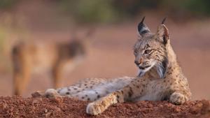 El lince ibérico supera la barrera de los 2.000 ejemplares