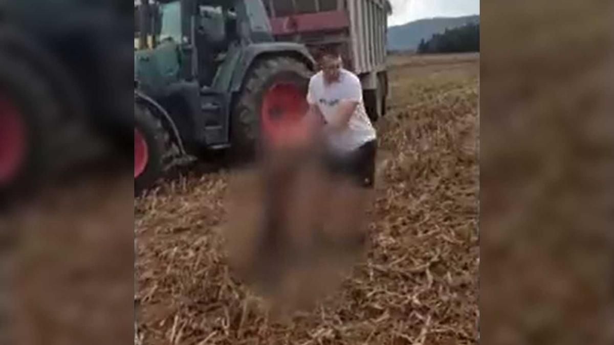Imatge del vídeo on es veu com maltracten el senglar a Cardedeu