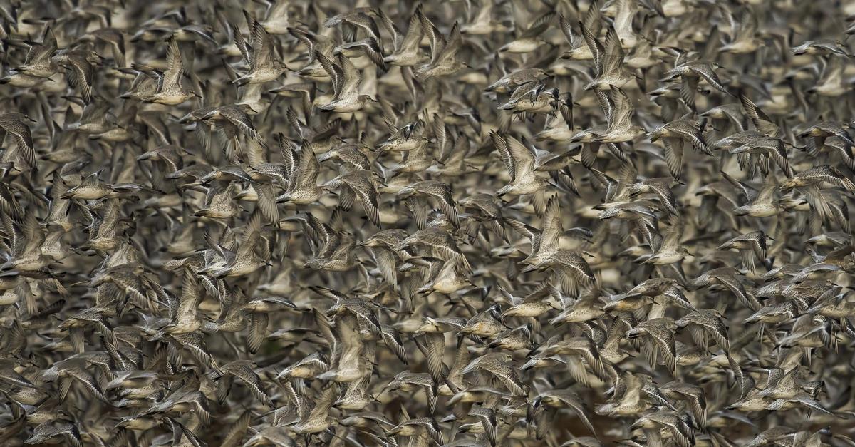 En la categoría de comportamiento - Aves. Oro: Clive Burns