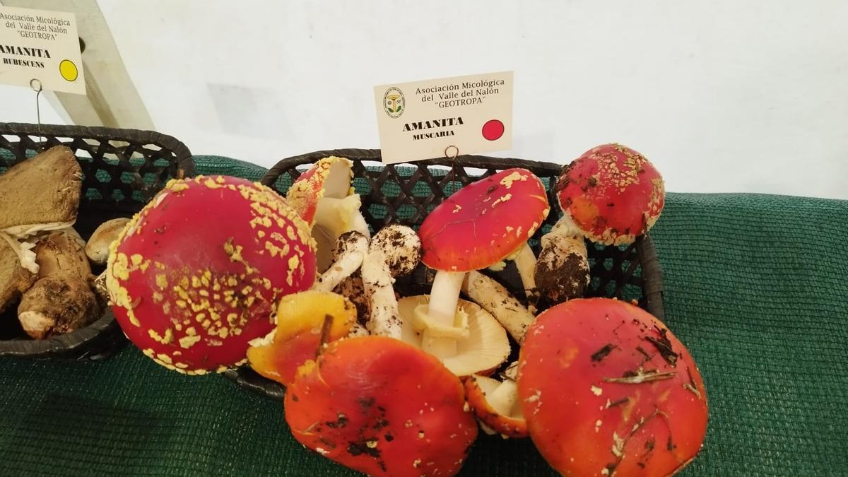 Amanita muscaria