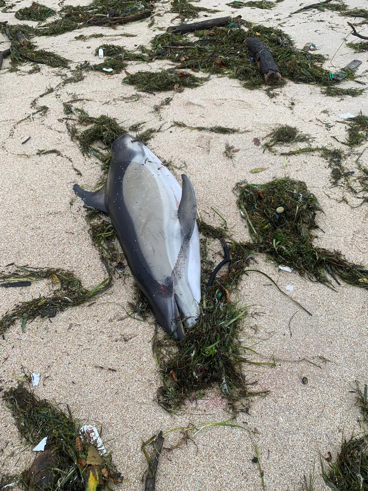 Otro de los tres delfines hallados muertos en Ancoradouro en el pasado mes de noviembre.