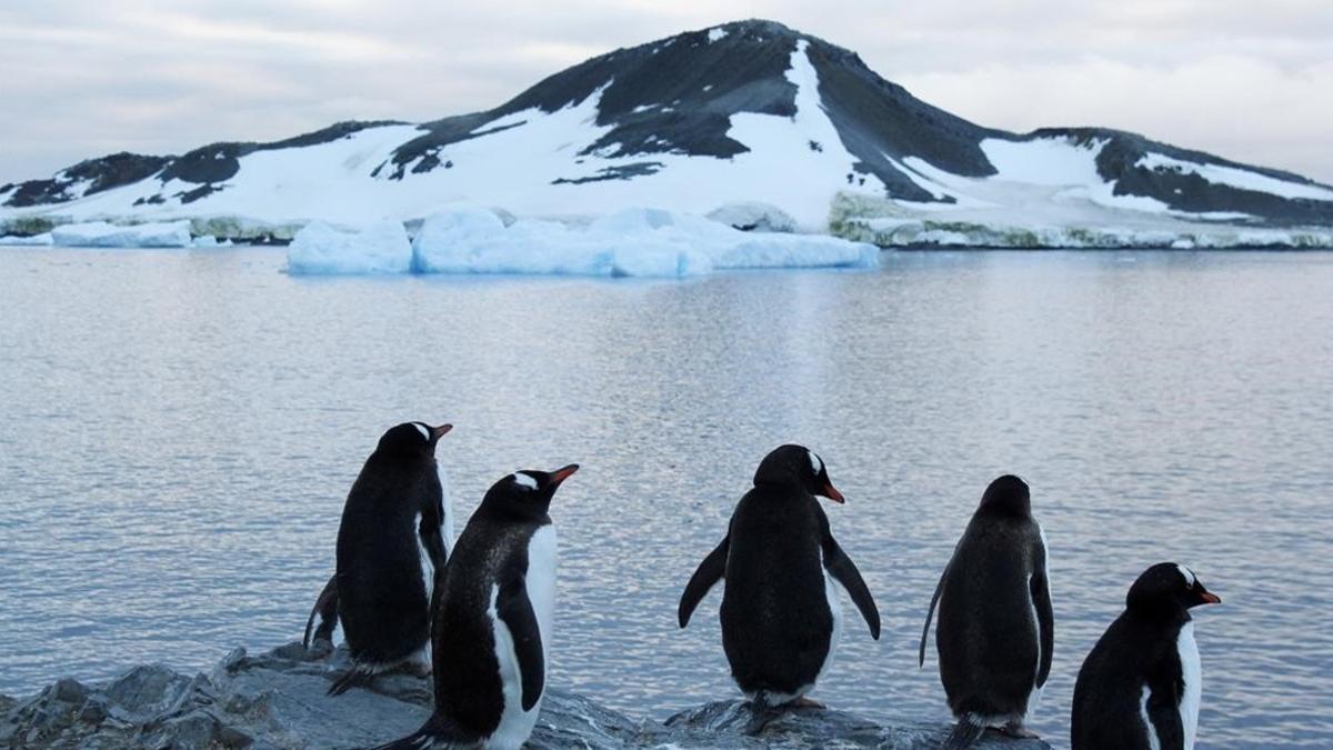 Pingüinos en la Antártida.