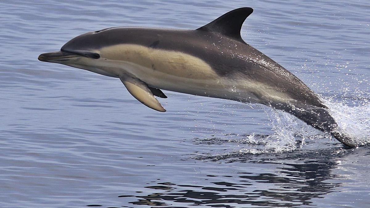 Un delfín común retratado durante la campaña PELACUS de este año en el norte peninsular.  | // SALVADOR GARCÍA-BARCELONA