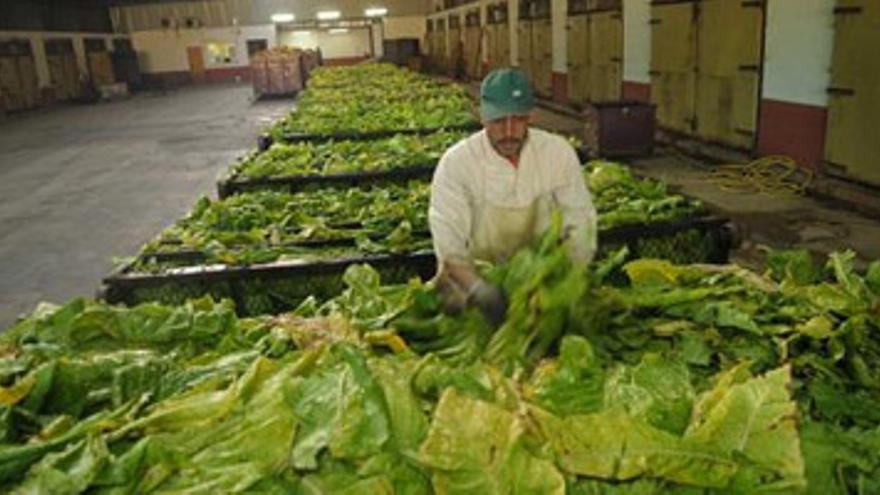 La CE rechaza prorrogar hasta el 2013 las ayudas al tabaco