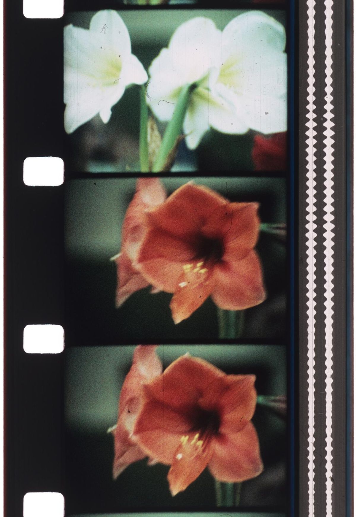 Jonas Mekas, serie FLOWERS, 1968-2017. Colección José Luis Soler. © 2025 all rights reserved - APG SR