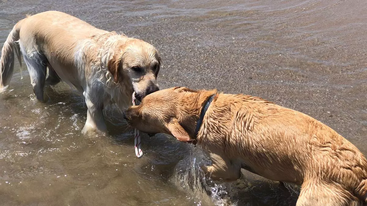 Hidratación, protección solar y ducha tras el baño: las medidas para llevar a tu perro a la playa