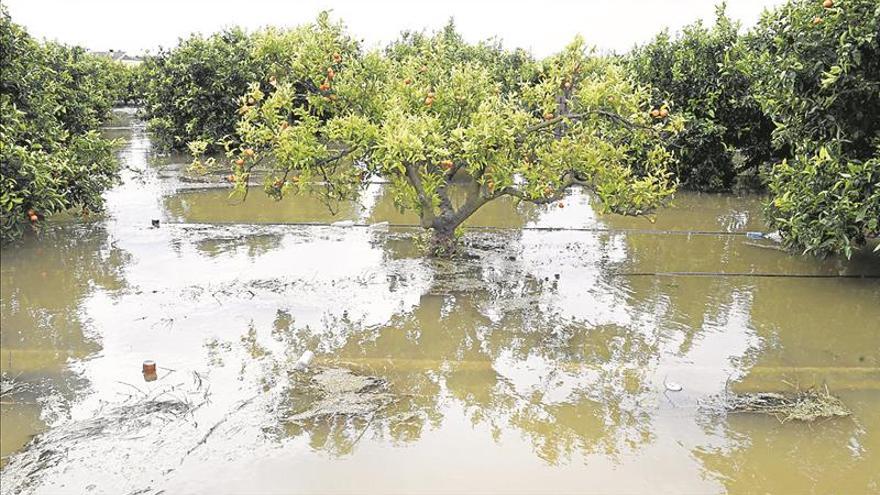 Crece el abandono de campos por la nefasta campaña de clemenules