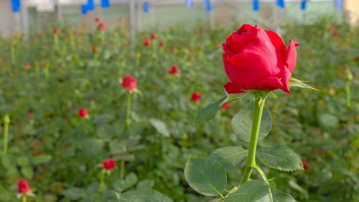 Invernadero de rosas en Agüimes, Gran Canaria.