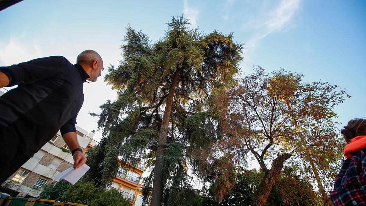 Cedro del Himalaya en la plaza Cardenal Toledo