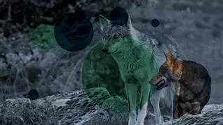 ¿Qué está pasando con el lobo en Asturias? Preguntas y respuestas tras una sentencia del Supremo que ha paralizado las batidas e indigna a los ganaderos