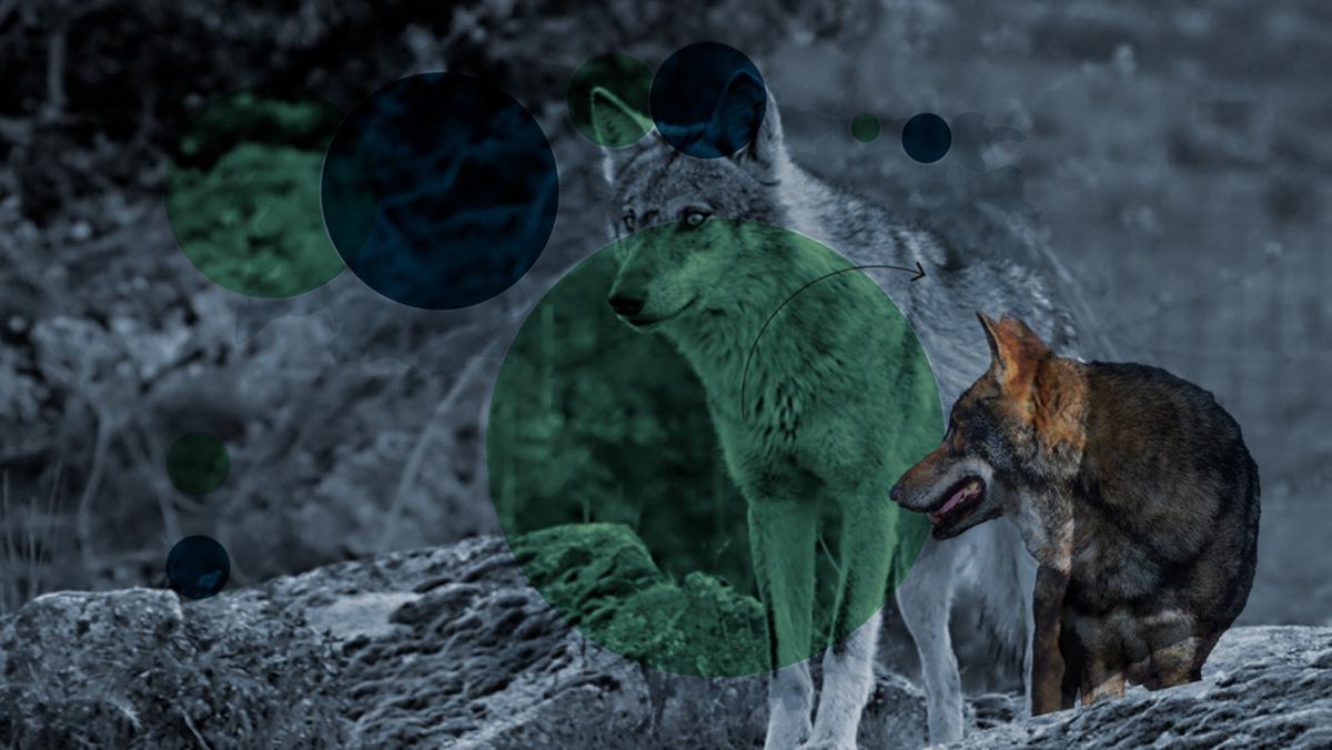 El lobo en Asturias.